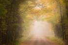 USA, Michigan, Ottawa National Forest. Road through maple leaves and fog in autumn. Art Print